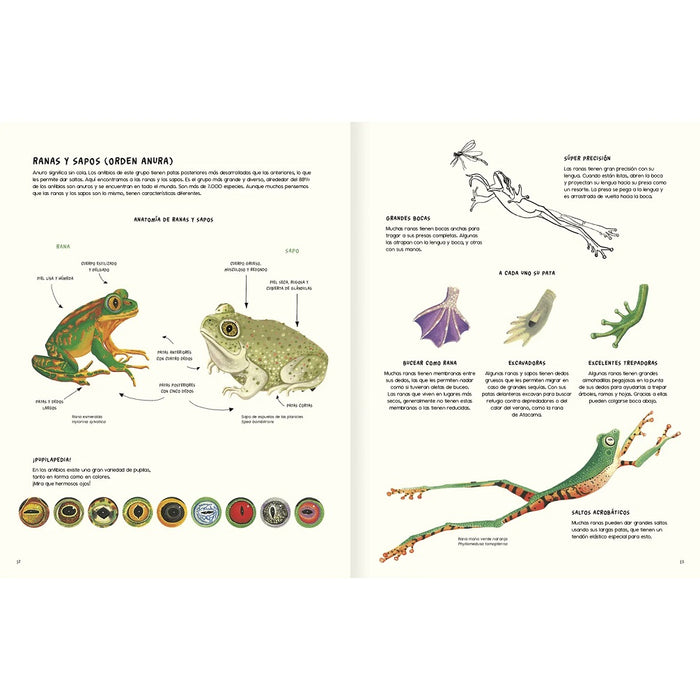 Agua y tierra, anfibios y reptiles de América